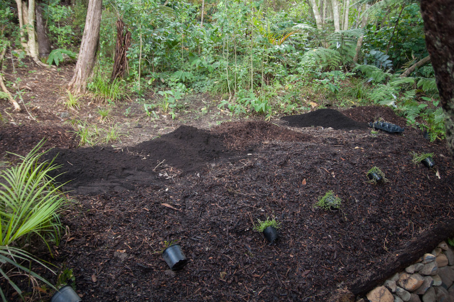Planning our plant layout along the top section of the stream.