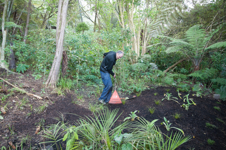 Raking out the mulch to blend into the bush.